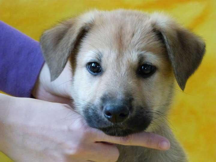 chinook puppy